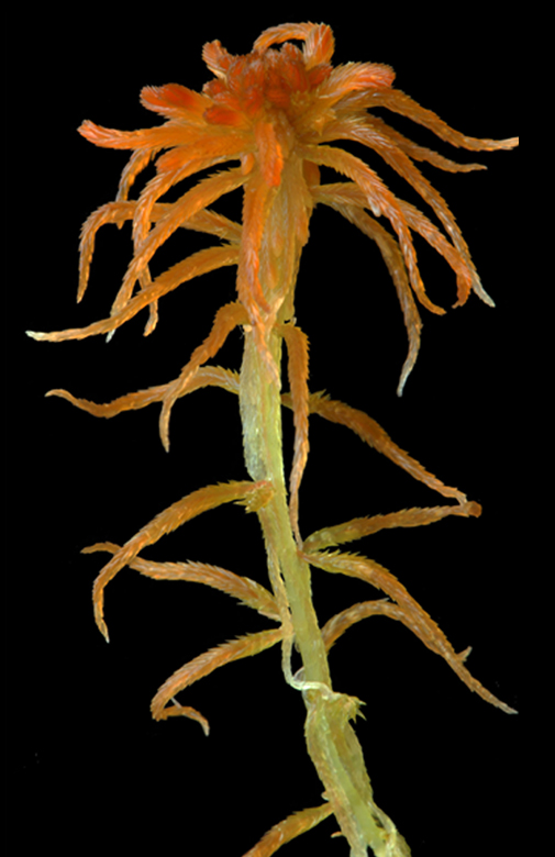 Sphagnum isoviitae